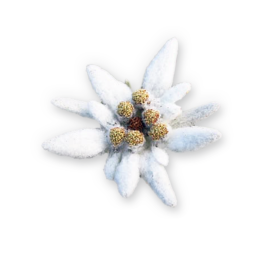 Bellefontaine Edelweiss Flower